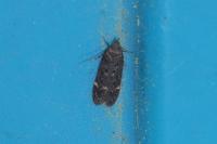 Bryotropha