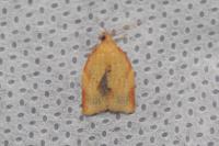 Clepsis consimilana