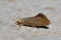 Crassa tinctella