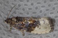 Hedya nubiferana