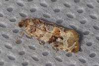 Lobesia botrana