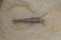 Plutella xylostella