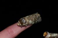 Cossus cossus
