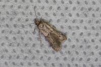 Blastobasis phycidella