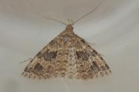 Alucita hexadactyla