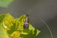 Adela australis
