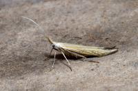 Coleophora