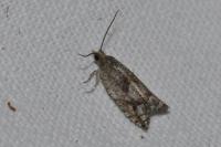 Epinotia immundana