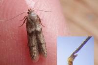 Blastobasis phycidella
