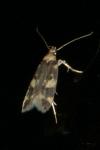 Oegoconia