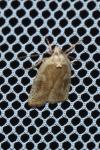 Agonopterix nervosa