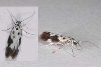 Ethmia quadrillella
