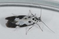 Ethmia quadrillella
