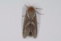 Korscheltellus lupulinus