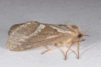 Korscheltellus lupulinus