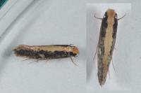 Monopis crocicapitella