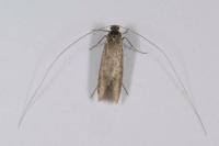 Nematopogon
