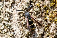 Paranthrene tabaniformis