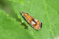 Olethreutes arcuella