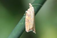 Aleimma loeflingiana