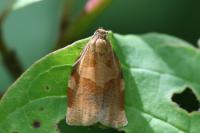 Archips rosana