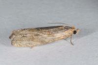 Eucosma