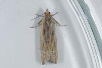 Eucosma