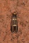 Lampronia flavimitrella