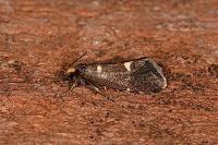 Lampronia flavimitrella
