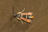 Pyropteron chrysidiforme
