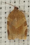 Choristoneura hebenstreitella