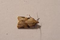 Clepsis spectrana