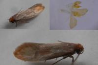 Tinea semifulvella
