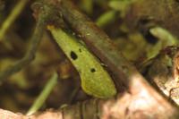 Tinea trinotella