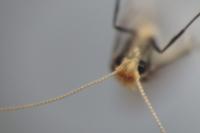 Nematopogon