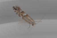 Phyllonorycter