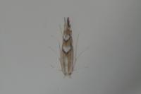 Phyllonorycter