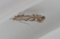 Phyllonorycter