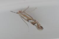 Phyllonorycter