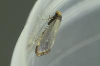 Incurvaria koerneriella