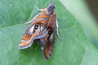 Olethreutes arcuella
