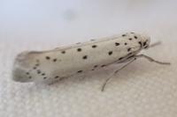 Yponomeuta