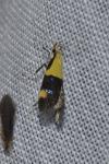 Oecophora bractella