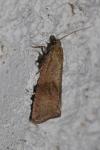 Celypha striana