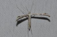 Emmelina monodactyla