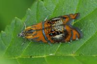 Olethreutes arcuella
