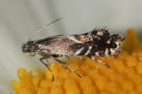 Glyphipterix simpliciella