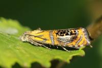 Olethreutes arcuella