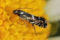 Glyphipterix simpliciella