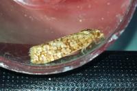 Lozotaeniodes formosana
